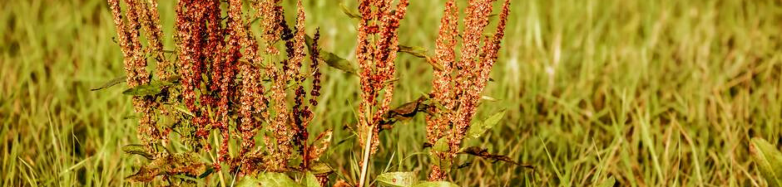 Rumex