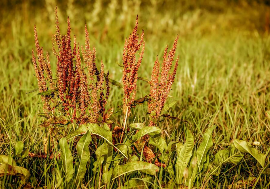 Rumex